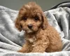 Cavapoo