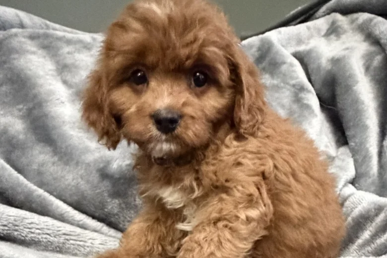 Cavapoo