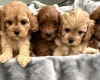 Cavapoo