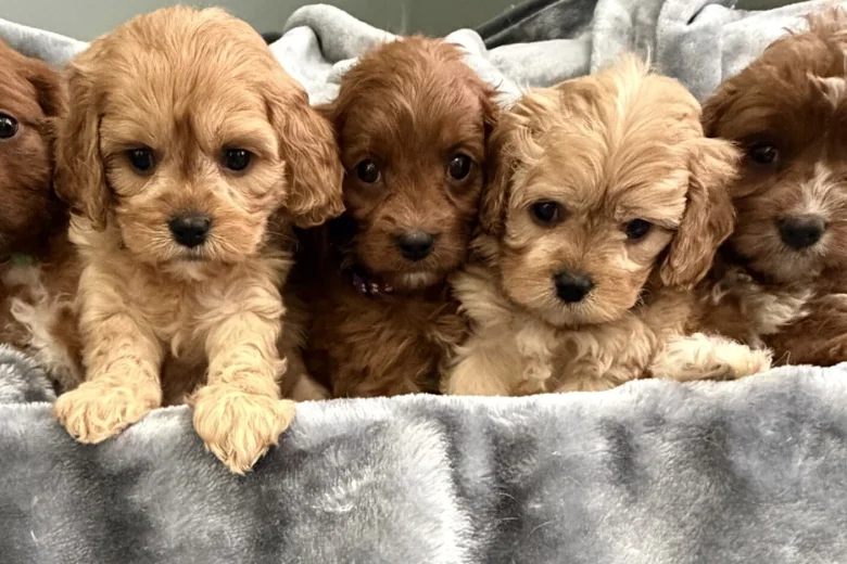 Cavapoo