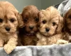 Cavapoo