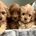 Cavapoo
