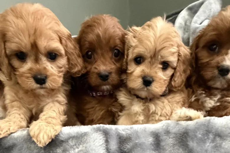 Cavapoo