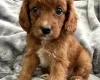 Cavapoo