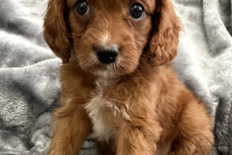Cavapoo