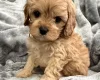 Cavapoo