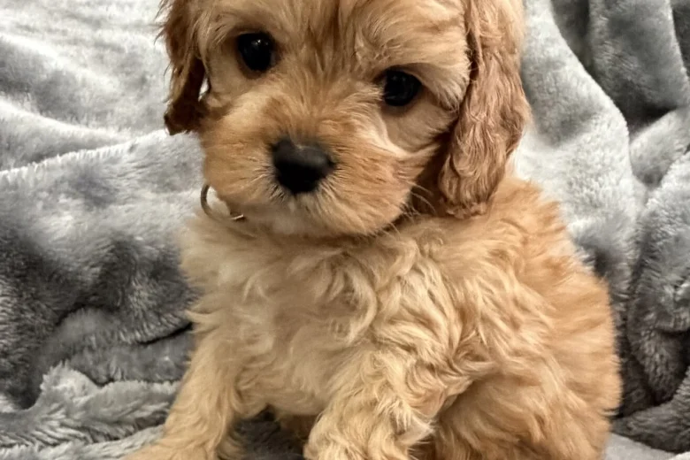 Cavapoo