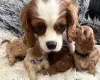 Cavapoo