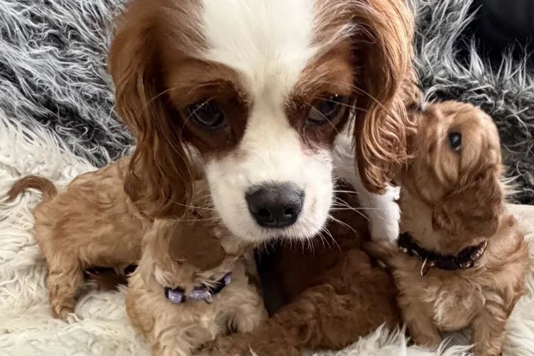 Cavapoo