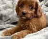Cavapoo