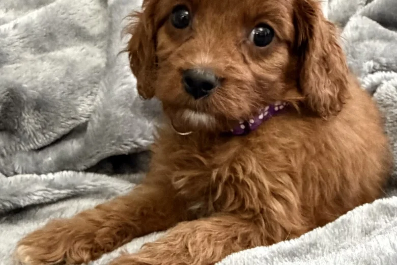 Cavapoo