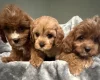 Cavapoo