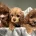 Cavapoo