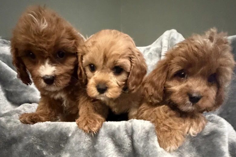 Cavapoo