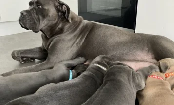 Cane Corso