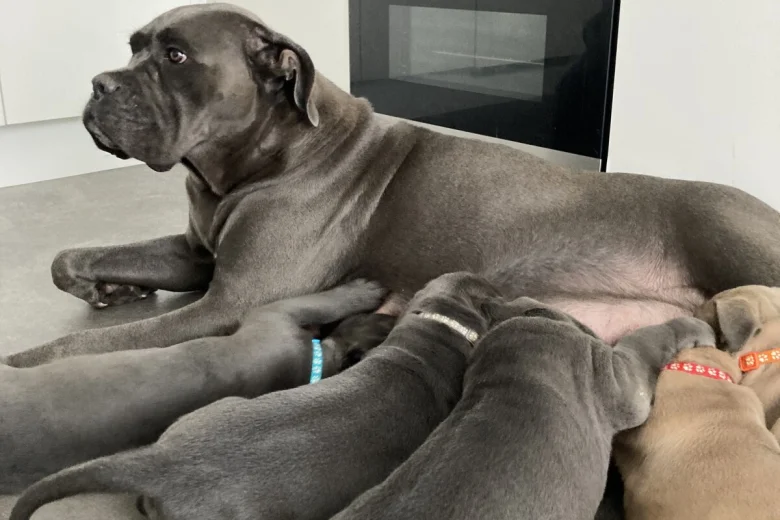 Cane Corso