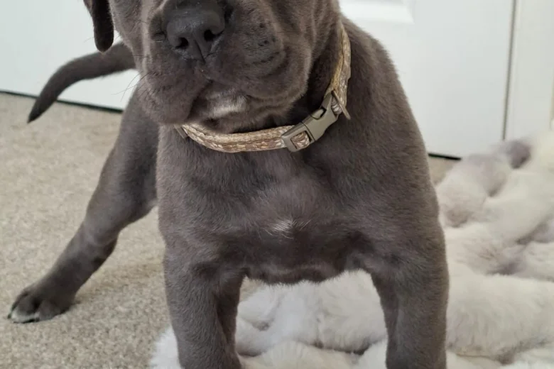 Cane Corso