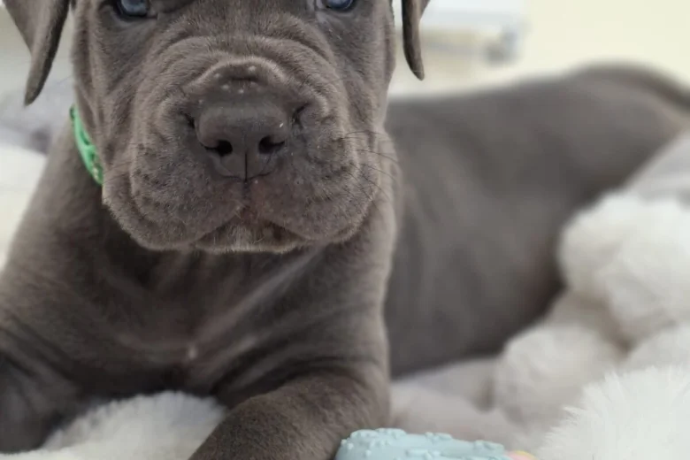 Cane Corso