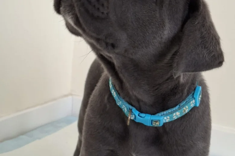 Cane Corso
