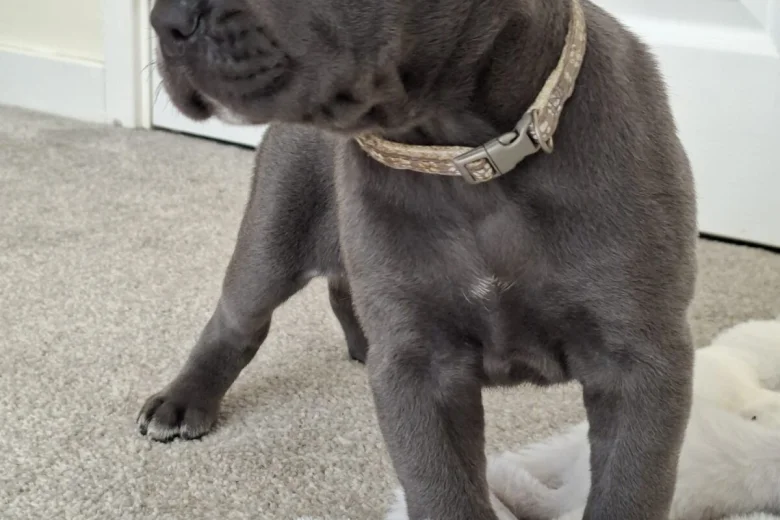 Cane Corso