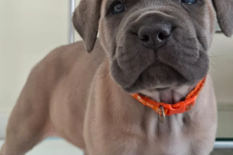 Cane Corso