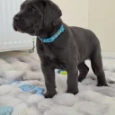 Cane Corso