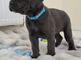 Cane Corso