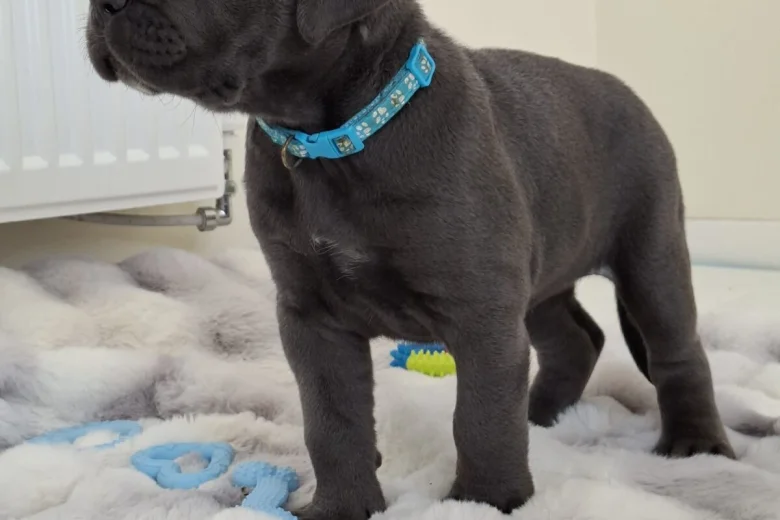 Cane Corso