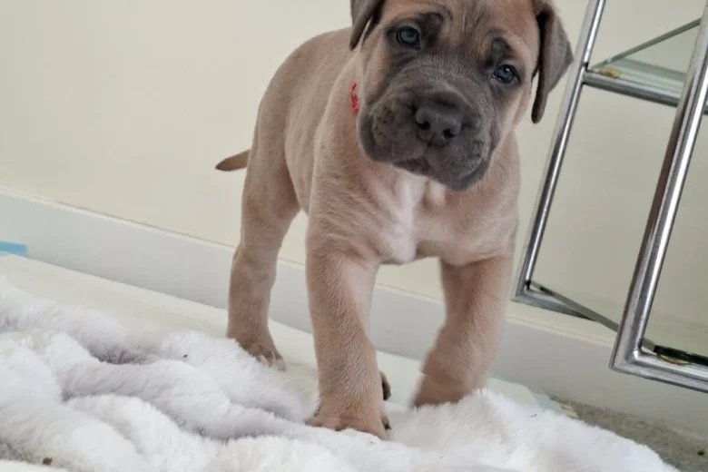 Cane Corso