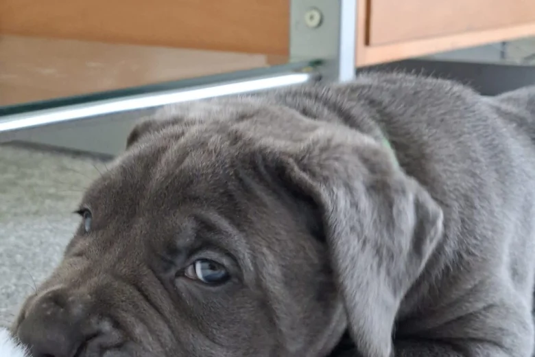 Cane Corso
