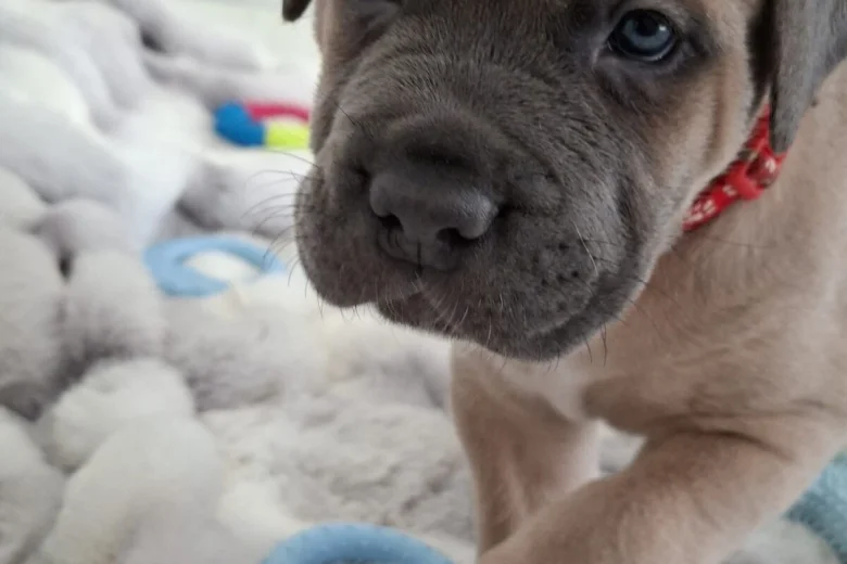 Cane Corso