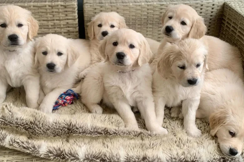 Golden Retriever