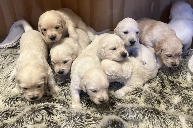 Golden Retriever