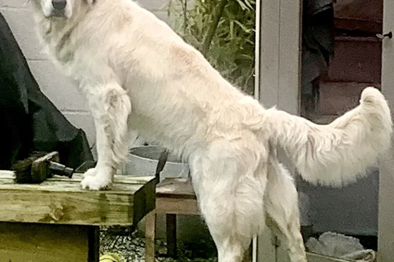 Golden Retriever