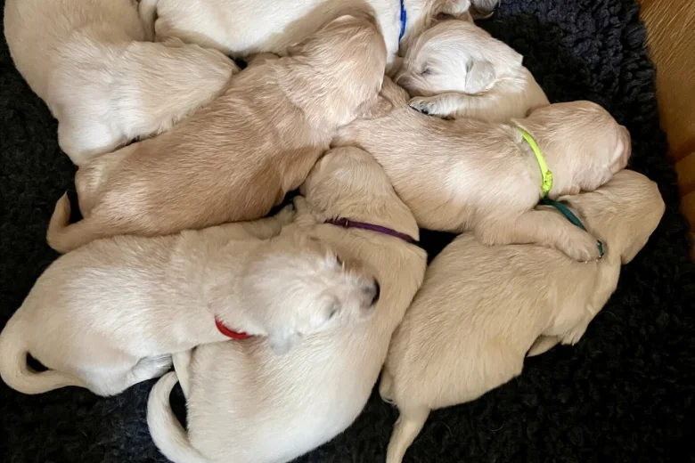 Golden Retriever