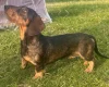Dachshund (Wire Haired)