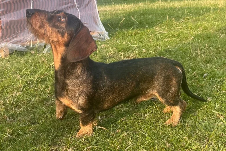 Dachshund (Wire Haired)
