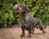 Dachshund (Wire Haired)