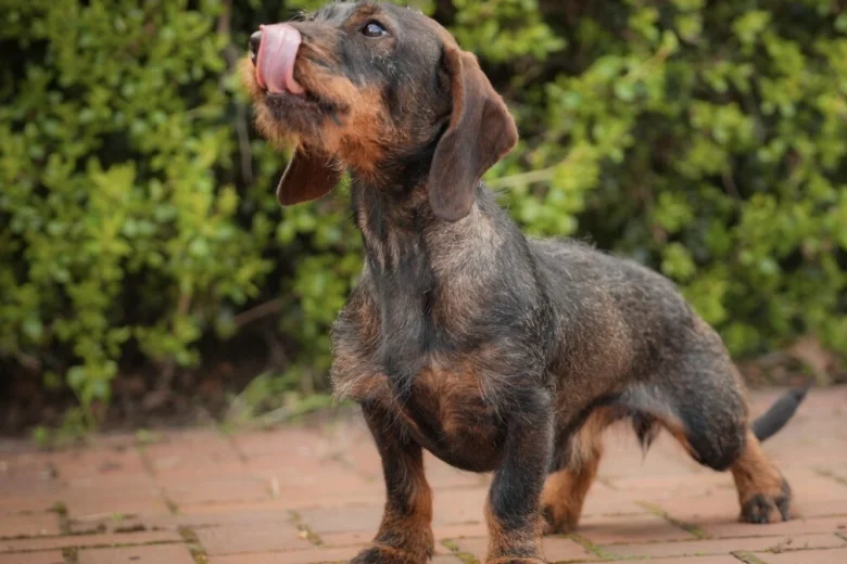 Dachshund (Wire Haired)