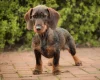 Dachshund (Wire Haired)