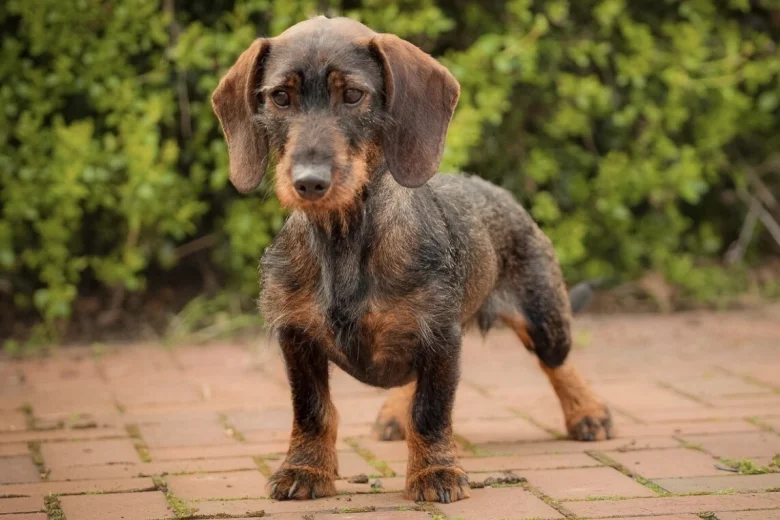 Dachshund (Wire Haired)
