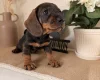 Dachshund (Wire Haired)