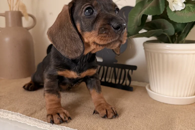 Dachshund (Wire Haired)