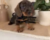 Dachshund (Wire Haired)