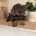 Dachshund (Wire Haired)