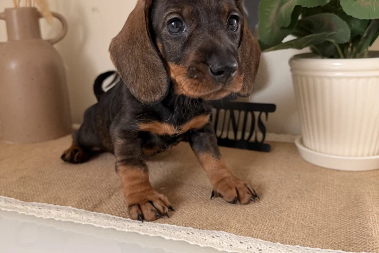 Dachshund (Wire Haired)