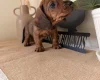 Dachshund (Wire Haired)