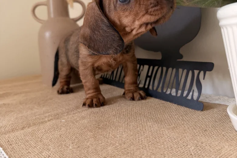 Dachshund (Wire Haired)