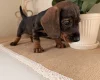 Dachshund (Wire Haired)