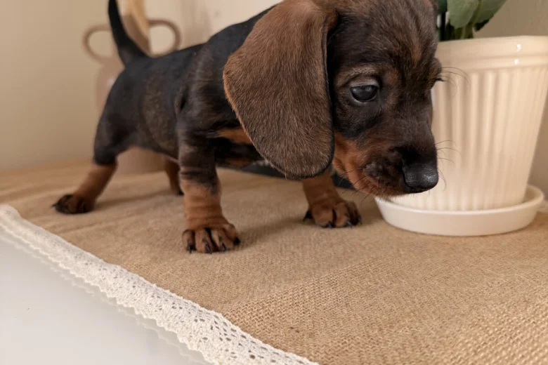 Dachshund (Wire Haired)